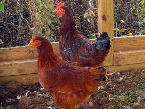 La Rhode Island Red es una de las razas utilizadas en la genética de ponedoras de huevo rojo 
