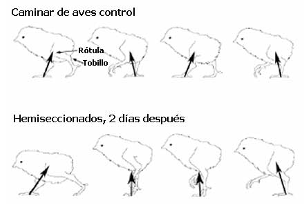 Posiciones de las extremidades de pollitos que caminan a un día antes de la hemisección del cordón torácico izquierdo y dos días después de la hemisección. Las flechas indican cambios en la magnitud y dirección de las fuerzas del suelo colocadas en 10, 40, 50 y 80% del ciclo total de caminar