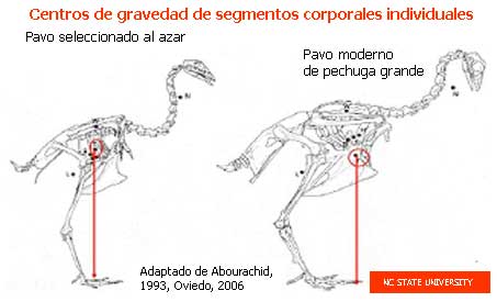 Distribución de centros de gravedad de pavos de pechuga grande seleccionados al azar y modernos.  Nótese que el centro de gravedad de los pavos modernos se localiza enfrente de los tarsos lo que incrementa la inestabilidad durante el caminar