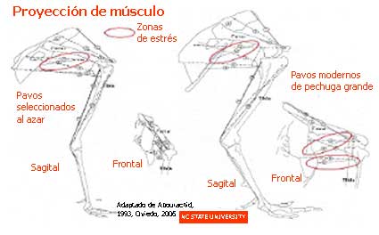 Dimensiones relativas, ángulos de los huesos y articulaciones proyección de los músculos y áreas de estrés en las patas de pavos seleccionados al azar y los modernos de pechuga grande.