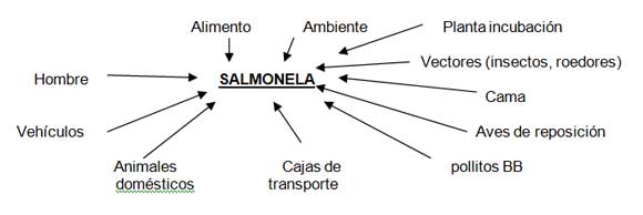 Figura 1. Fuentes de contaminación de lotes por salmonela en las granjas.