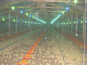 Programa alternativo de luz para pollos