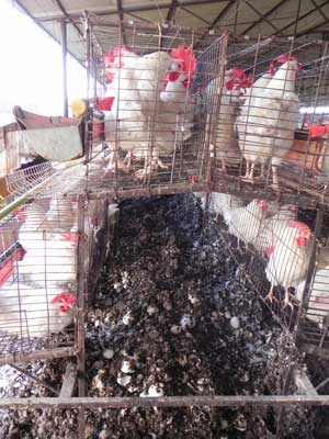 El biogás es una buena alternativa tecnológica para el tratamiento del estiércol