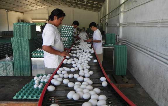 Sala de empaque de huevo en la granja
