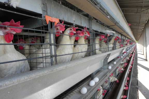 Granjas Kaki tiene un millón de ponedoras en producción