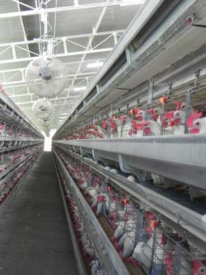 Caseta de ponedoras de Granjas Kaki