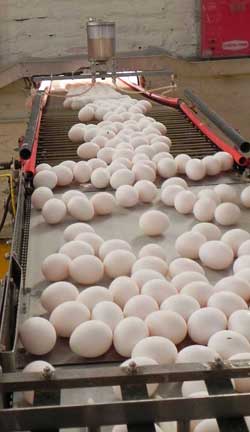 Huevos entrando al almacén de empaque