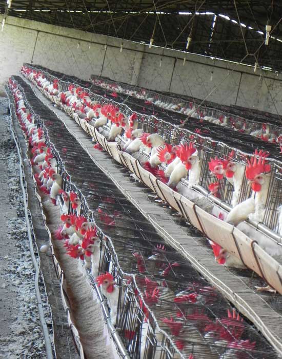 Tecnología mala: caseta abierta con jaulas de dos pisos tipo California, alimentación manual, bebederos automáticos, recogida de huevo manual, gallinaza cae al hueco debajo de las jaulas.