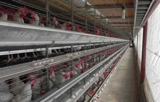  Tecnología buena: caseta de túnel (atmósfera controlada), bandas de gallinaza, alimentación automática, bebederos automáticos, recogida automática de huevos.