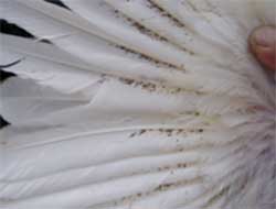 Las aves de corral son muy sensibles al ataque por ectoparásitos.