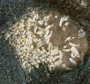 La aplicación de insecticidas se puede dirigir a las larvas de mosca (larvicidas)