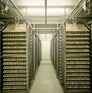 Las incubadoras de carga única ofrecen la mejor opción en cuanto a higiene y limpieza de las incubadoras