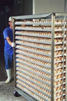 Las cargas por bloque con carrito resultan más cómodas al momento de embandejar o manipular huevos durante cargas y tranferencias