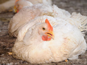 Control y prevención de problemas respiratorios del pollo: introducción -  El Sitio Avicola