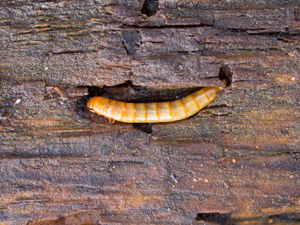 Las larvas de los escarabajos pueden causar mucho daño a los galpones