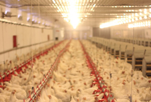 EUA: peritonitis por E. coli en aves reproductoras