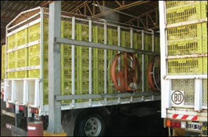 Figura 3.  Se emplean ventiladores en la zona de espera para mantener las aves frescas