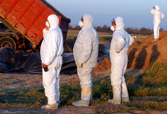 Enterramiento de pavos en Israel. Los pavos fueron afectados por un brote de influenza aviar. 
