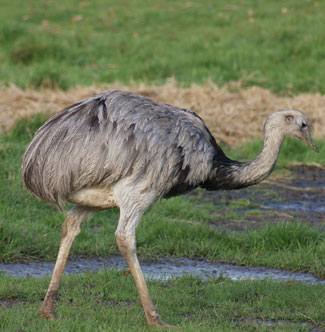 Brachyspira causa enfermedad grave y mortalidad en ñandúes 