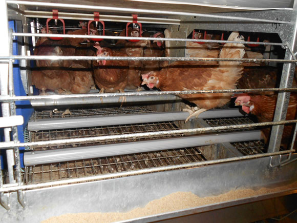 El interior de cada colonia tiene perchas, bebederos y mucho espacio