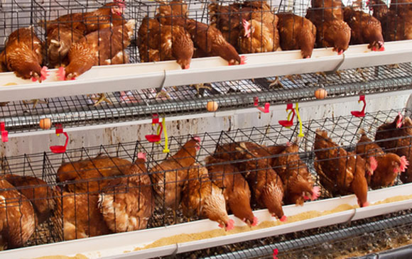 Las gallinas afectadas muestran signos clínicos que generalmente incluyen diarrea,  cloacas pastosas, y cáscaras de huevo con manchas fecales