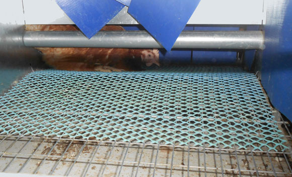 Vista interior del nido, con una gallina poniendo un huevo