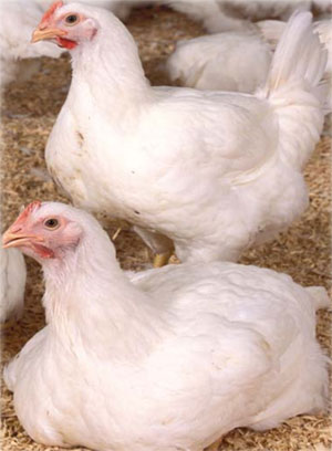 La creencia que al alimento de los pollos se le adicionan hormonas es totalmente falsa y afecta la reputación de un alimento sano y de alto valor nutritivo como es la carne de ave