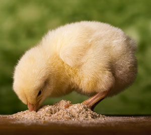 Desarrollo intestinal en los pollitos 