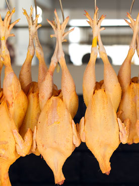 Bacterias en el pollo procesado  