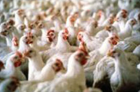  La enfermedad de Newcastle ocasiona enormes pérdidas en la industria avícola mundial