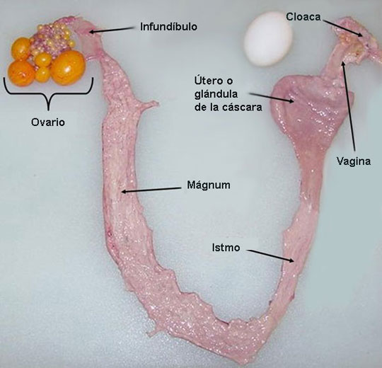 Sistema reproductivo de la gallina,

Foto cortesía de la Universidad de Kentucky, EUA 

