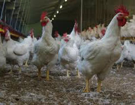 Manejo de machos reproductores pesados: periodo de producción 