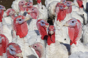  Problemas relacionados con la producción de pavos