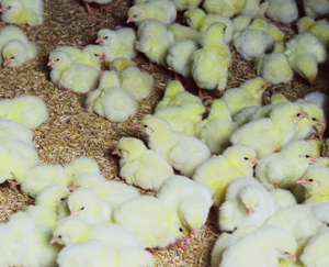 La cáscara de arroz es un buen material para la cama de pollos