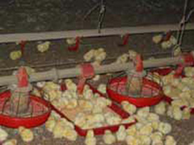 El correcto manejo del galpón y de los pollitos  durante el período de crianza conducirá a los pollitos a un buen inicio. 