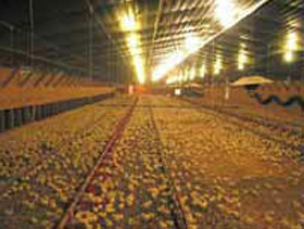  Cuando se obtiene la temperatura adecuada de la caseta y los pollitos están bien administrados, ellos deben estar distribuidos en todo el galpón y no acurrucados unos con otros, o sentados mayormente en las bandejas de los comederos.