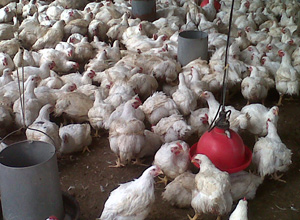 Uso de antibióticos en aves 