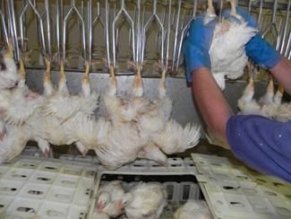El masajeador de pechugas ayuda a calmar a las aves
