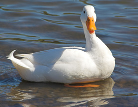 Prevalencia de Campylobacter, Salmonella y Listeria en patos 
