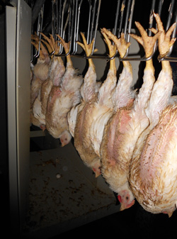 Pollos entrando en el aturdidor