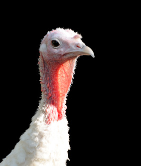 Problemas de producción de huevo de los pavos reproductores  