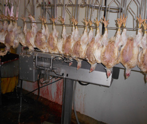 Los mataderos automáticos requieren que el pescuezo ingrese a través de unas guías para su correcto posicionanmiento