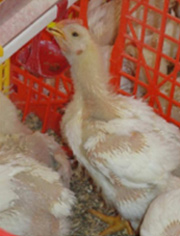 Altura del bebedero niple alta. 

El ave estira el cuello, eleva el pecho y bebe con la punta del pico. 