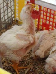 Altura del bebedero niple baja. 


El ave estira el cuello y bebe por el lado del pico. 