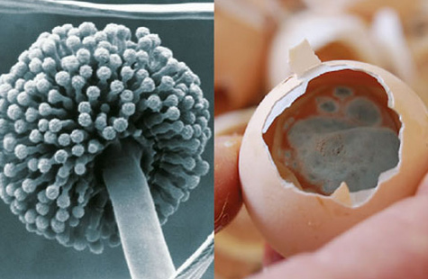 Manteniendo la incubadora libre de Aspergillus