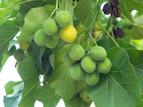 Semilla de Jatropha curcas en su cáscara en el árbol