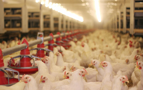 Las vacunas vivas del MG deben ser administradas antes de una infección de campo