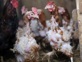 El secreto de las gallinas capaces de poner huevos arcoíris