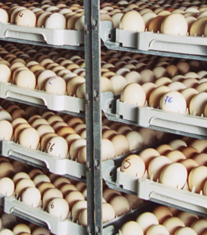 Problemas del embrión de alta conformación y su incubación en sistemas de etapa única: manejo de incubadoras