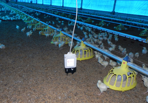 Los sensores de temperatura se deben colocar al nivel de los pollos 